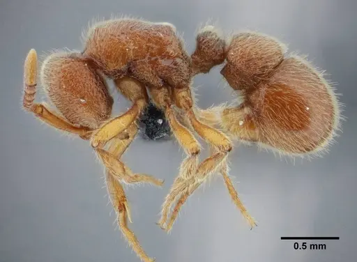 Proceratium brasiliense - UFV-LABECOL-000053