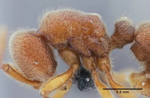 Proceratium brasiliense - UFV-LABECOL-000053