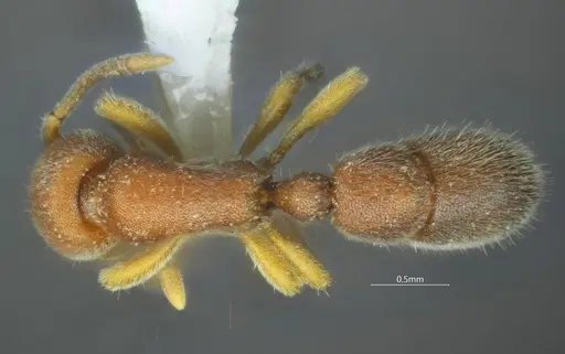 Proceratium bruelheidei specimen