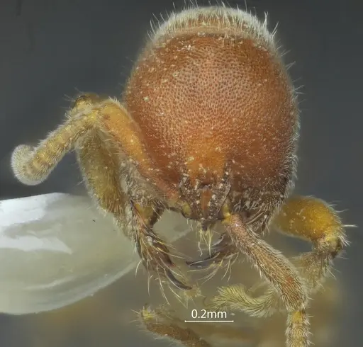 Proceratium bruelheidei specimen