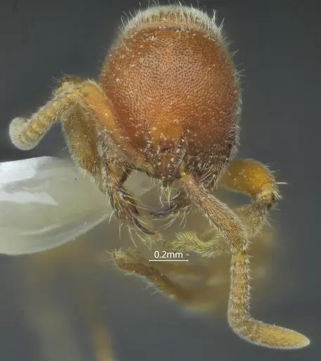 Proceratium bruelheidei specimen