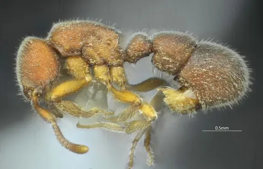 Proceratium bruelheidei - CASENT0790023