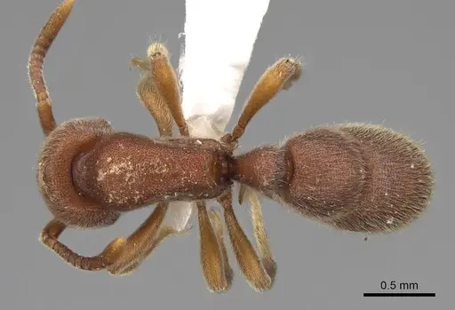 Proceratium bruelheidei - CASENT0790028