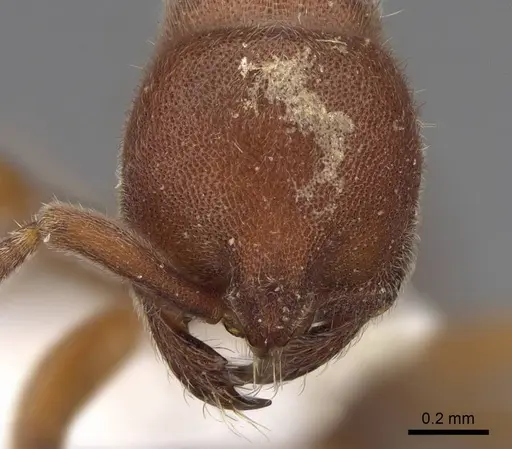 Proceratium bruelheidei - CASENT0790028