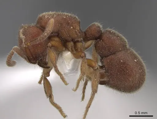 Proceratium bruelheidei - CASENT0790028