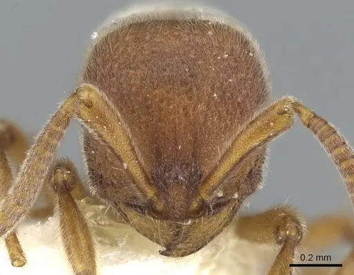 Proceratium burundense specimen