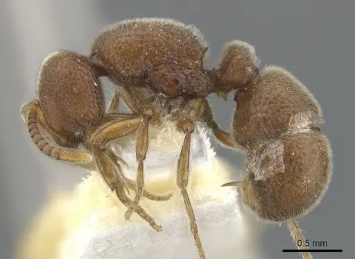 Proceratium burundense specimen