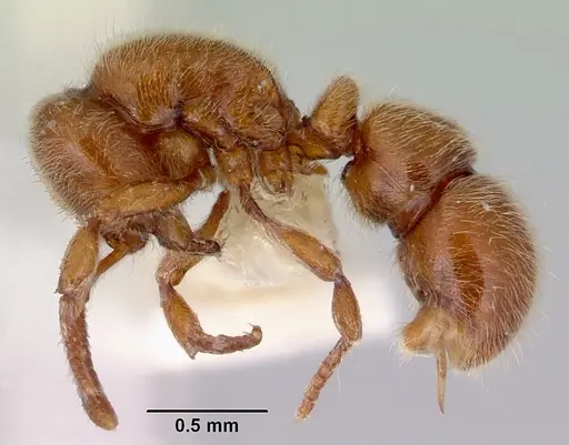 Proceratium caledonicum specimen