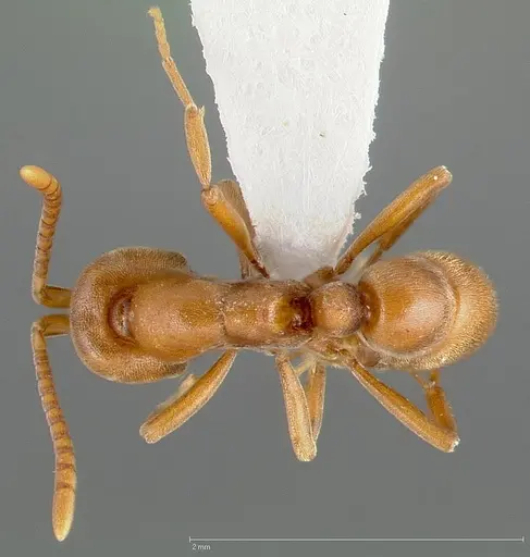 Proceratium californicum specimen