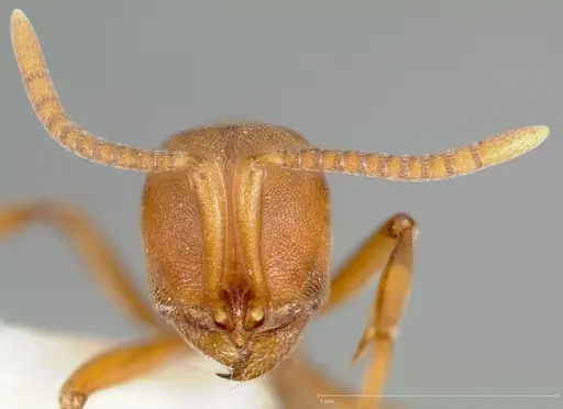 Proceratium californicum specimen