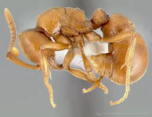 Proceratium californicum specimen