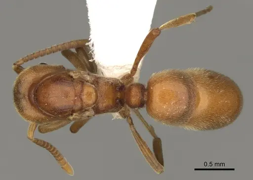 Proceratium californicum - CASENT0100160