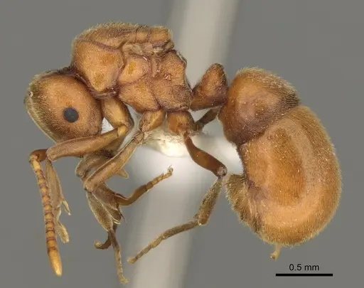 Proceratium californicum - CASENT0100160