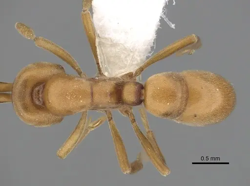 Proceratium californicum - CASENT0249260