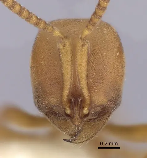 Proceratium californicum - CASENT0249260