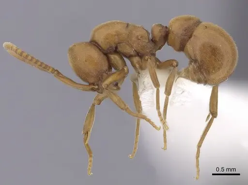 Proceratium californicum - CASENT0249260