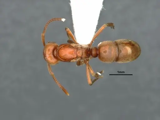 Proceratium californicum - CASENT0844693