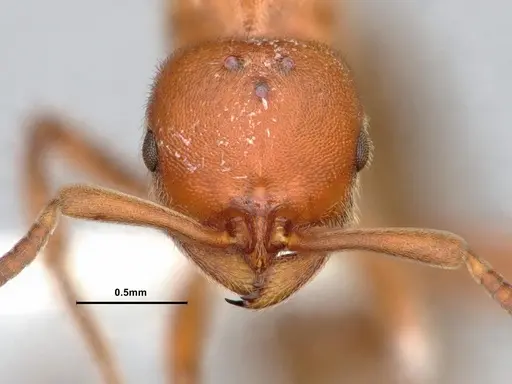 Proceratium californicum - CASENT0844693