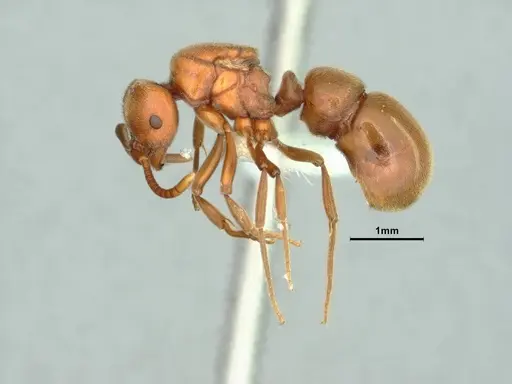 Proceratium californicum - CASENT0844693