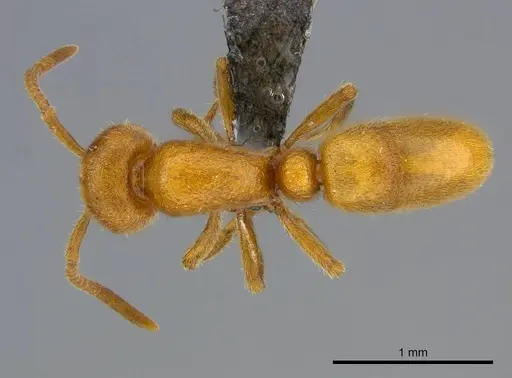 Proceratium carri specimen