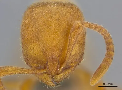 Proceratium carri specimen