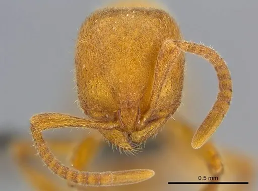 Proceratium carri specimen
