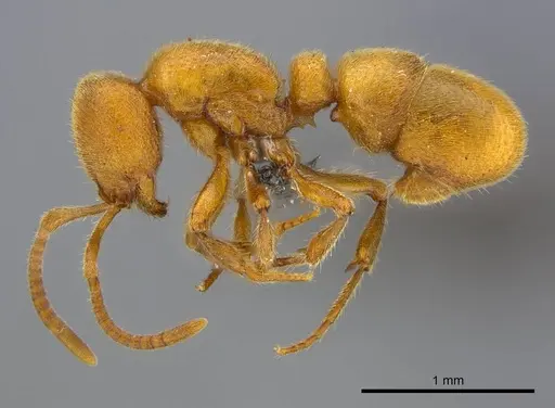 Proceratium carri - CASENT0250381