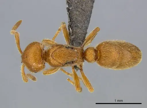 Proceratium carri - CASENT0250382