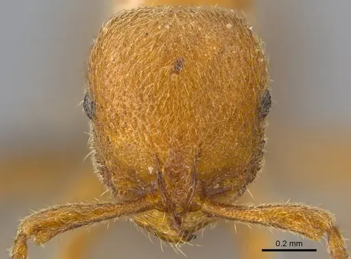 Proceratium carri - CASENT0250382