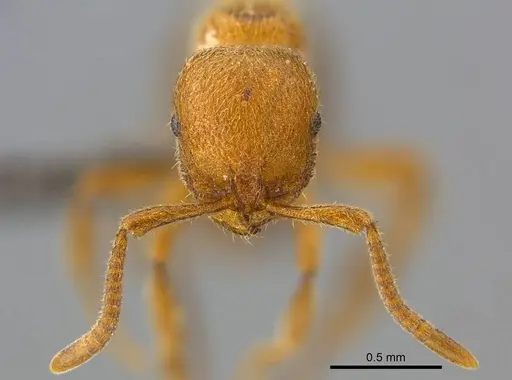 Proceratium carri - CASENT0250382