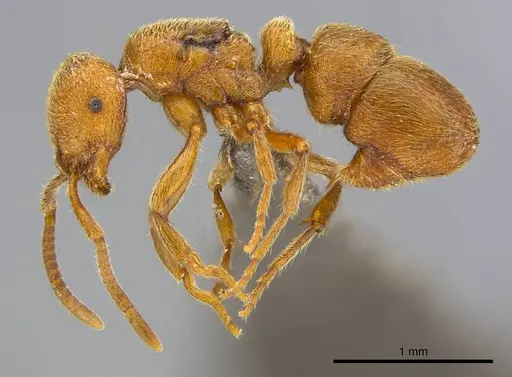 Proceratium carri - CASENT0250382