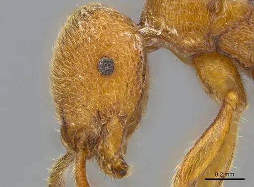 Proceratium carri - CASENT0250382