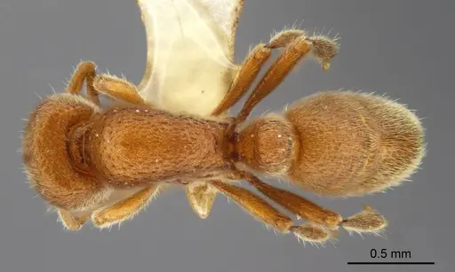 Proceratium carri - MCZ-ENT00517081