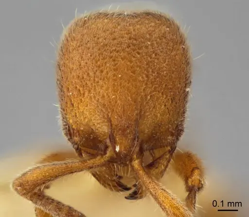 Proceratium carri - MCZ-ENT00517081