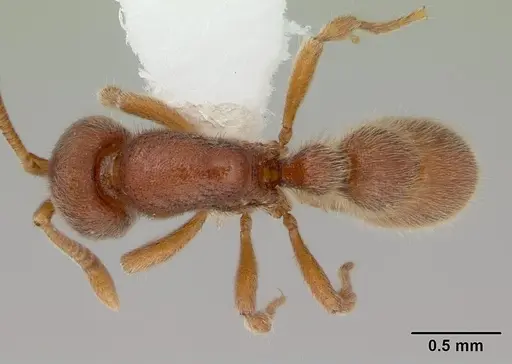 Proceratium catio specimen