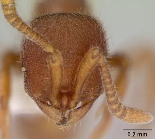 Proceratium catio specimen