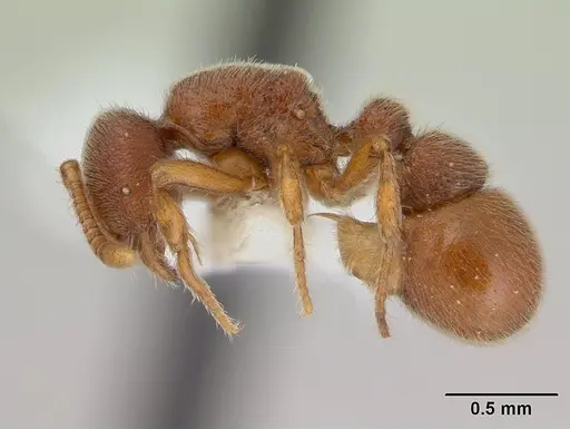 Proceratium catio specimen