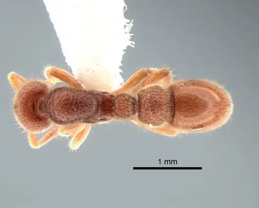 Proceratium catio - CASENT0221007