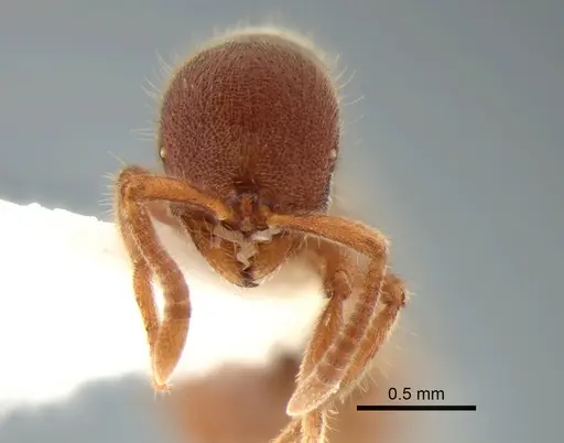 Proceratium catio - CASENT0221007