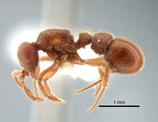 Proceratium catio - CASENT0221007