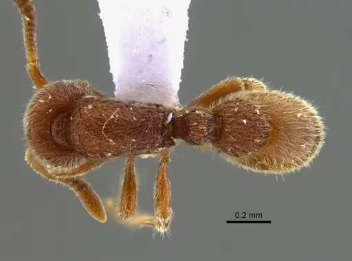 Proceratium catio - CBUMAGENT41949