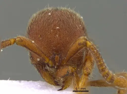 Proceratium catio - CBUMAGENT41949