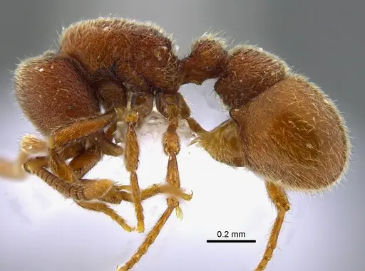 Proceratium catio - CBUMAGENT41949