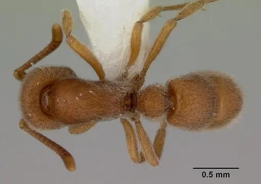 Proceratium cavinodus specimen