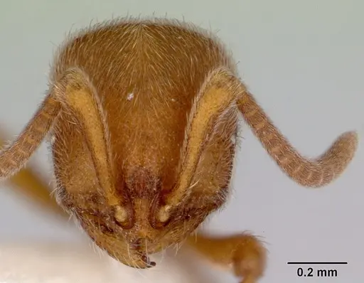 Proceratium cavinodus specimen