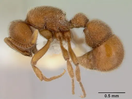 Proceratium cavinodus specimen