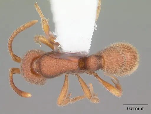 Proceratium chickasaw specimen