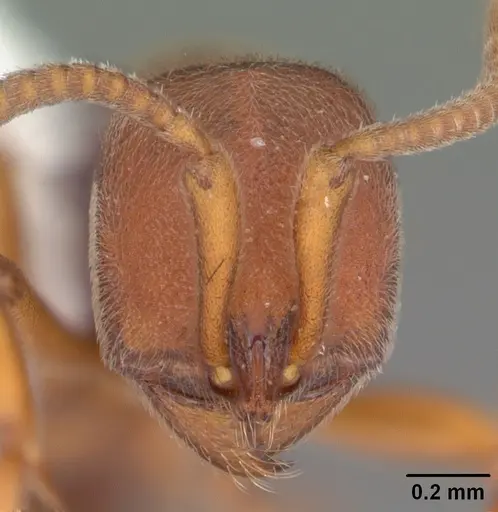 Proceratium chickasaw specimen