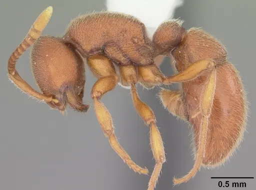 Proceratium chickasaw specimen