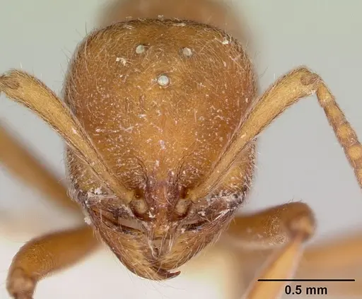 Proceratium compitale specimen